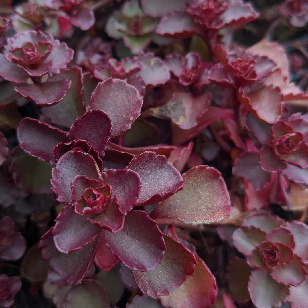 Sedum 'Voodoo'