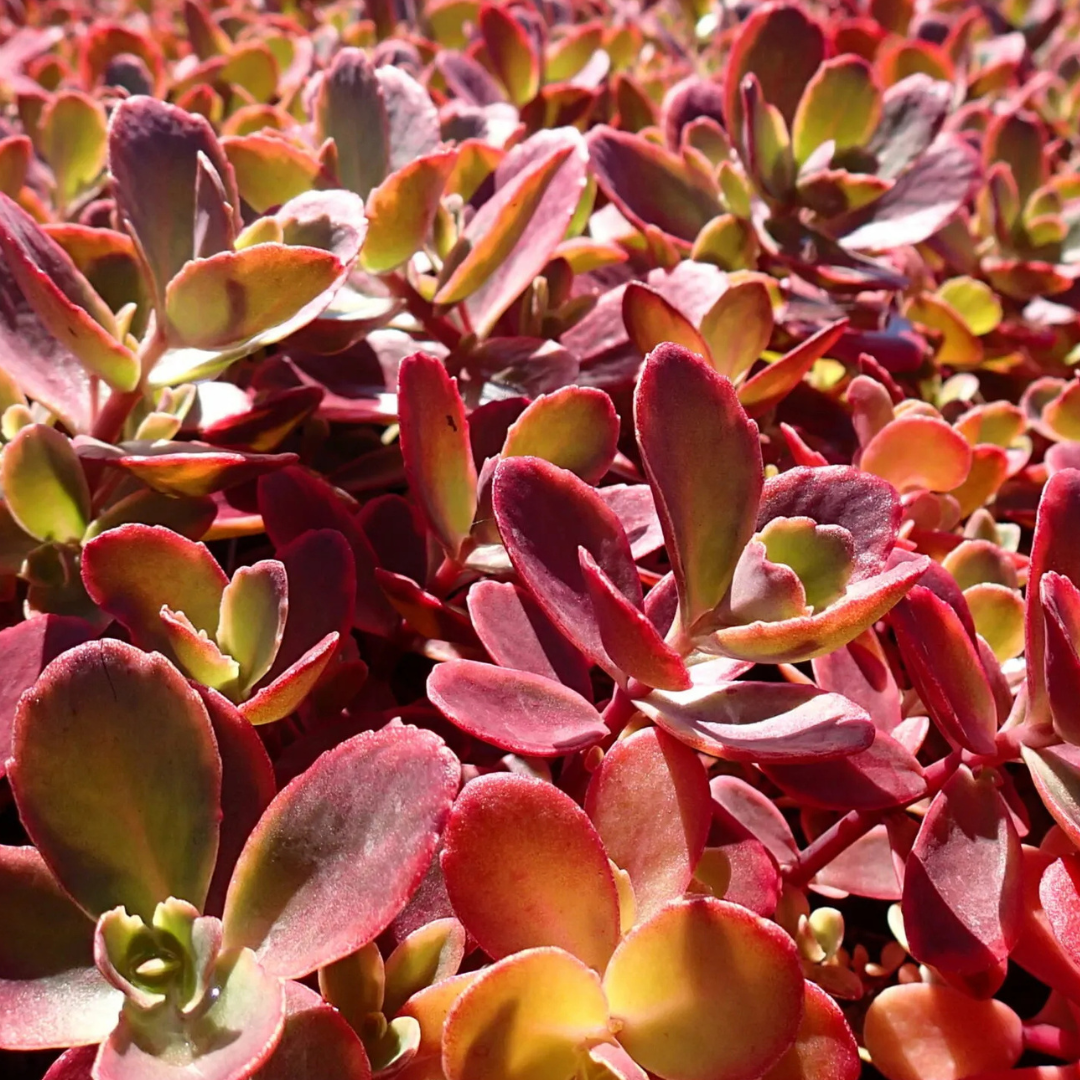 Sedum 'Wildfire'