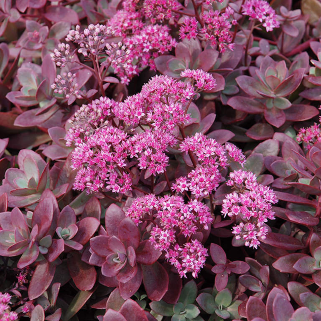 Sedum hybrid 'Firecracker'