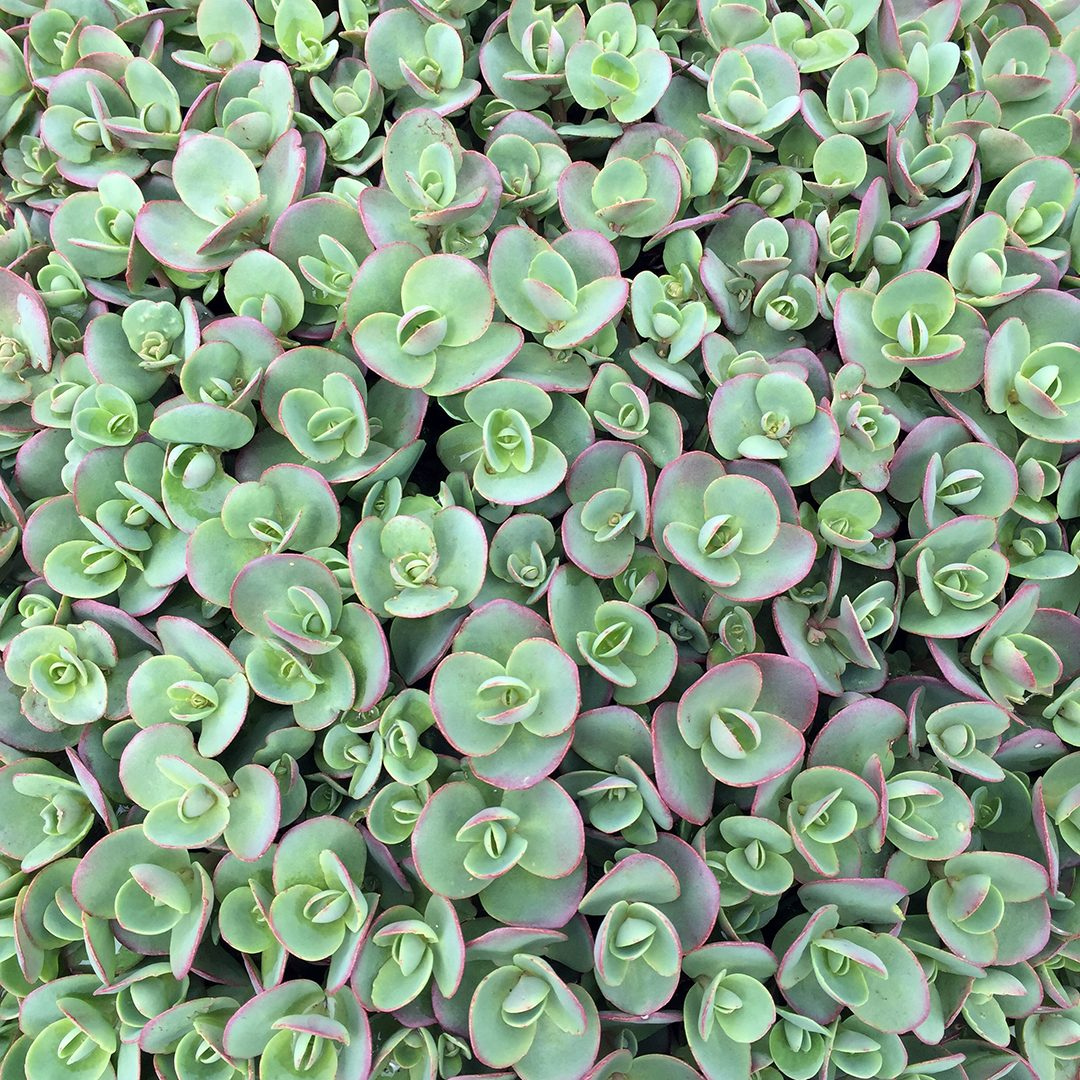 Sedum hybrid 'Lime Zinger'