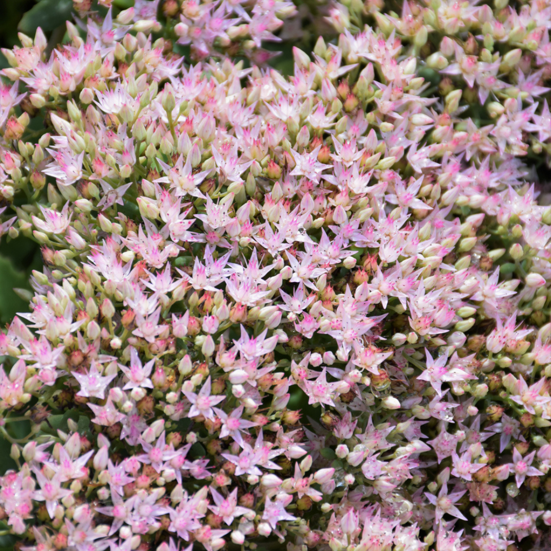 Sedum hybrid 'Rock N Round Pure Joy'