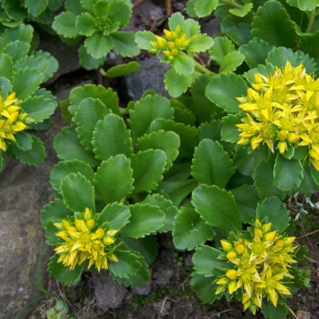 Sedum kamtschaticum 'Russian Stonecrop'