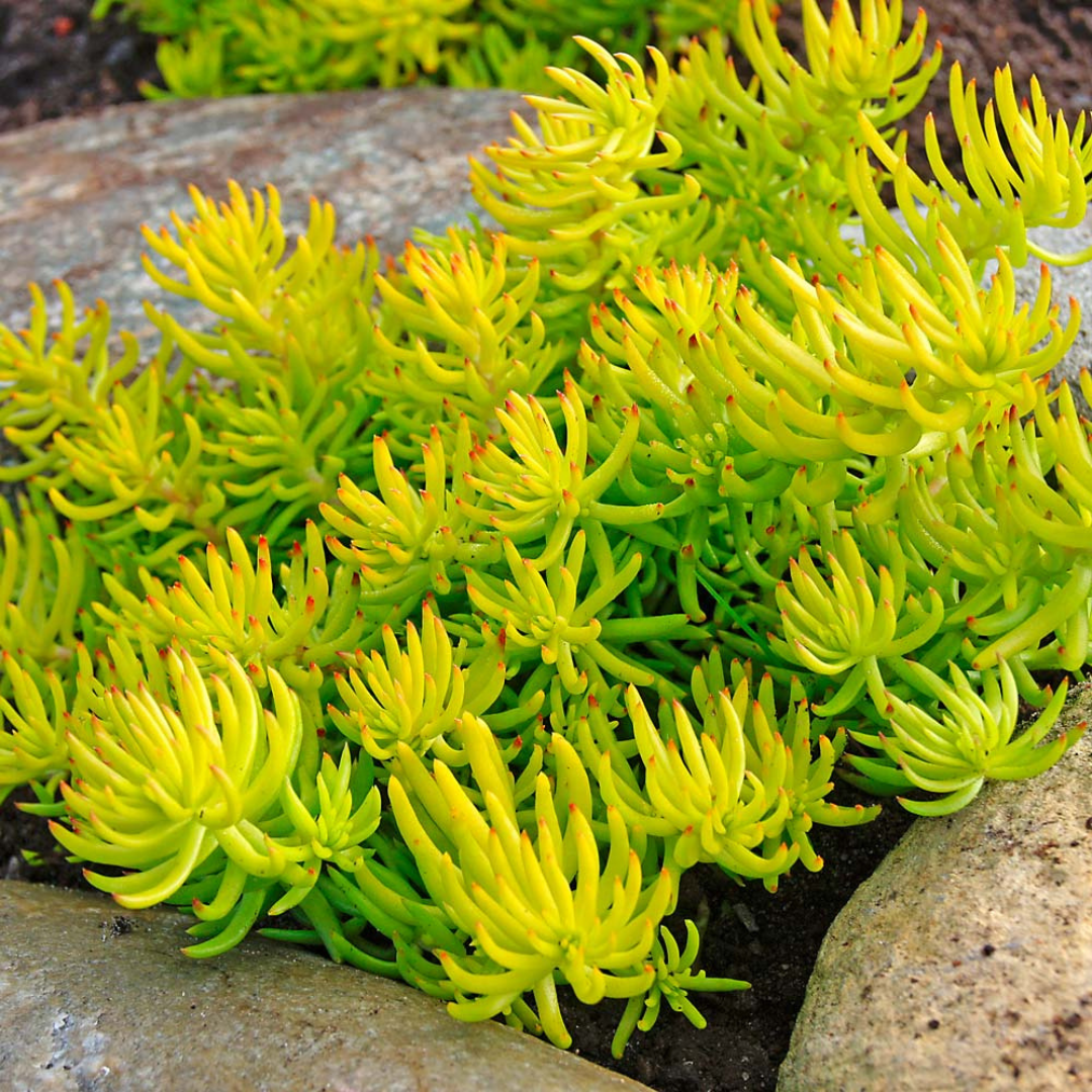 succulent angelina Buy Now | Sedum 'Angelina' | Ontario Grown