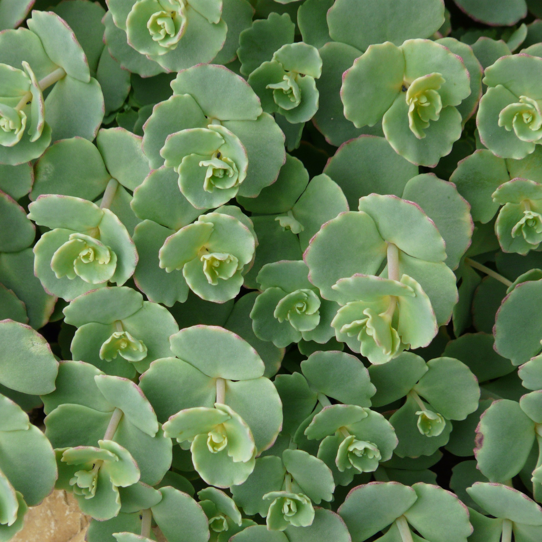 Sedum sieboldii