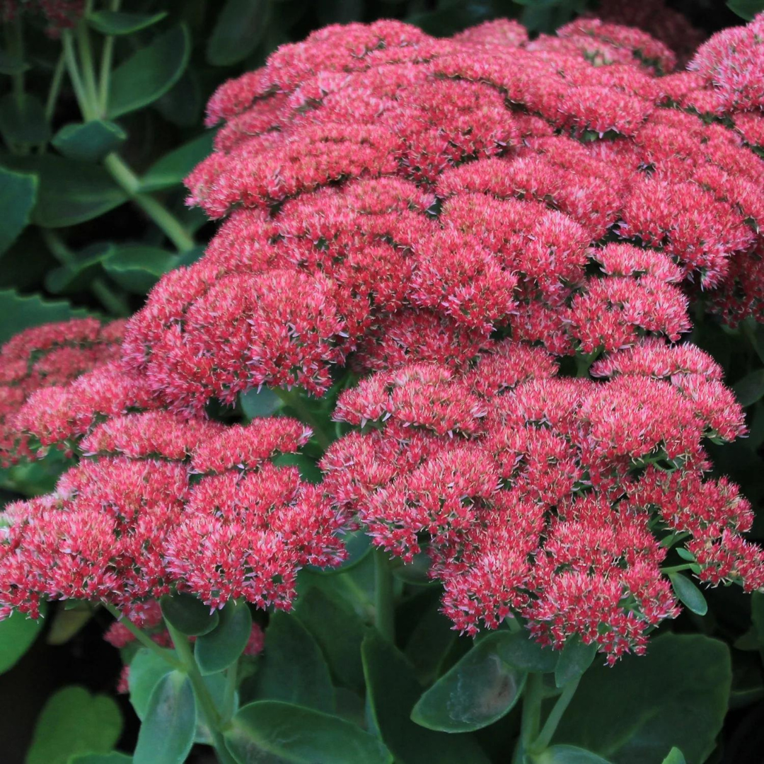 Sedum spectabile 'Autumn Joy'