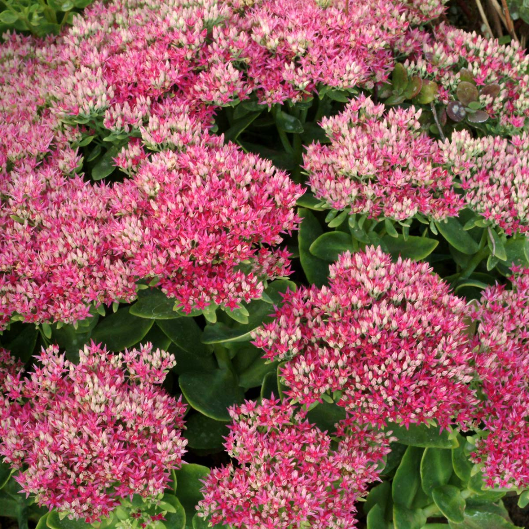 Sedum spectabile 'Hotstuff'