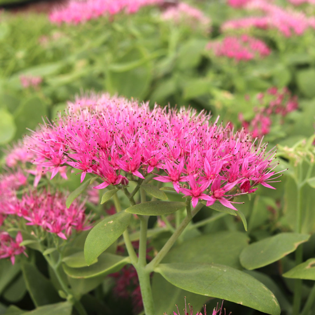 Sedum spectabile 'Neon'