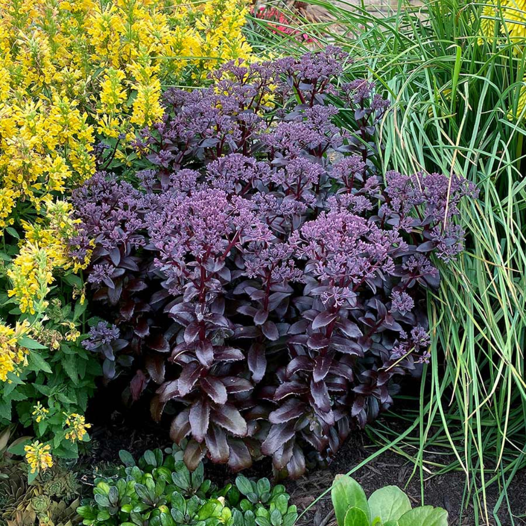 Sedum telephium 'Dark Magic'