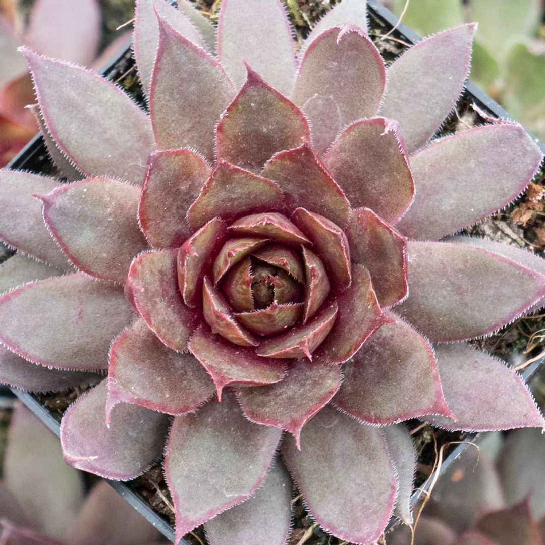 Sempervivum 'Red Beauty'