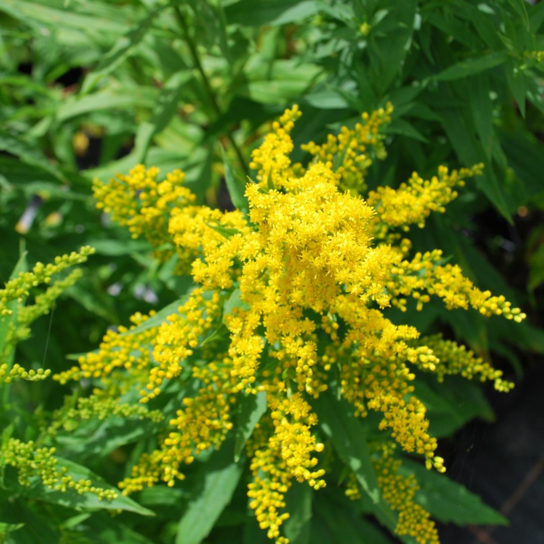 Solidago hybrid 'Golden Baby'