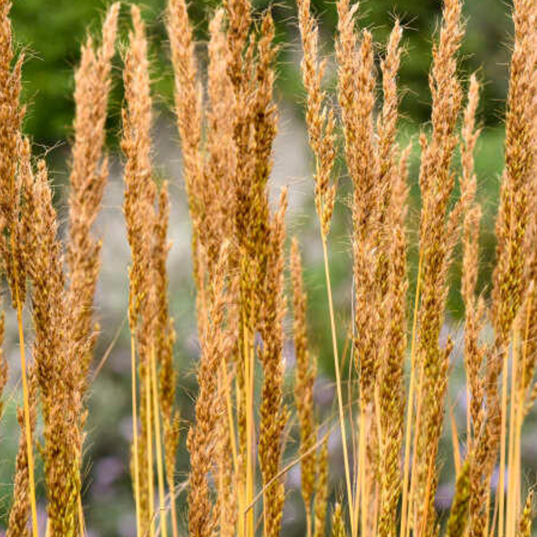 Sorghastrum 'Golden Sunset'