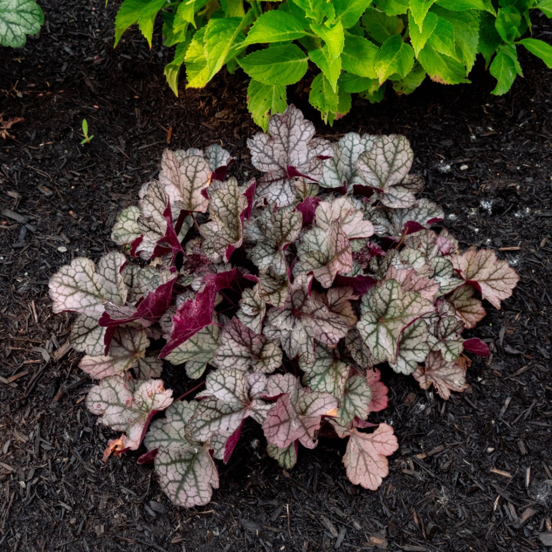 Heuchera 'Spice Curls’