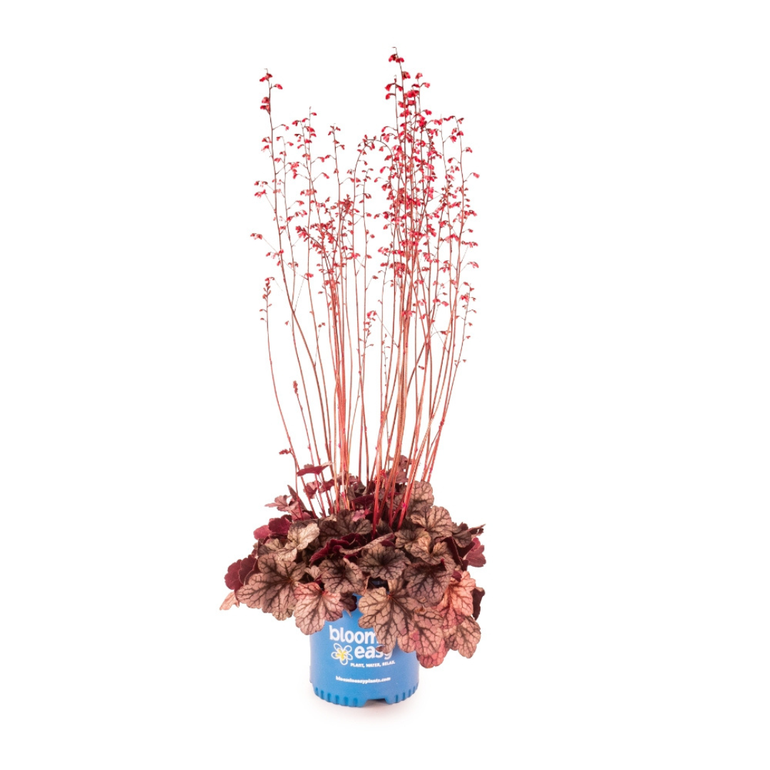 Heuchera 'Spice Curls’