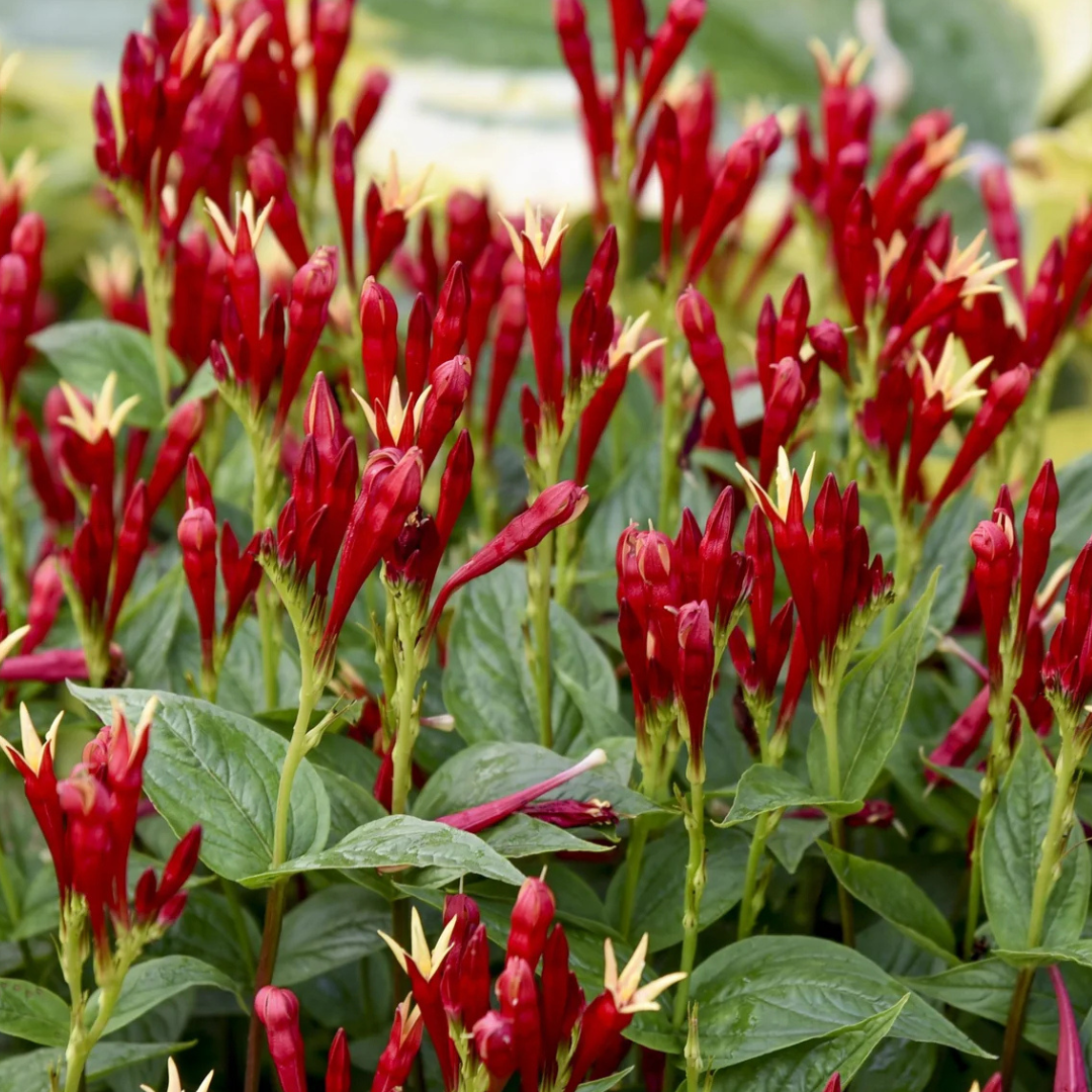 Spigelia 'Apple Slices'