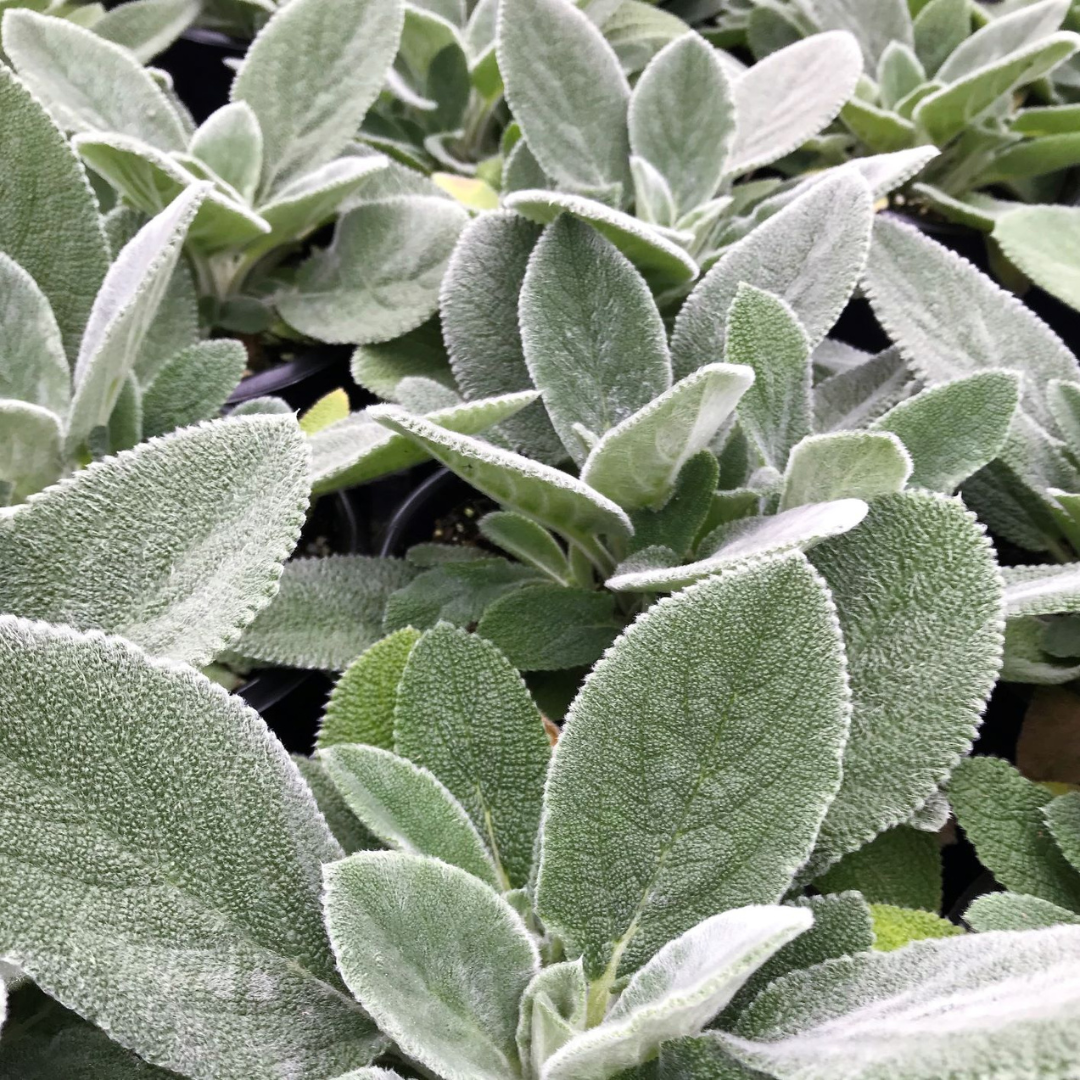 Stachys byzantia 'Helene Von Stein'