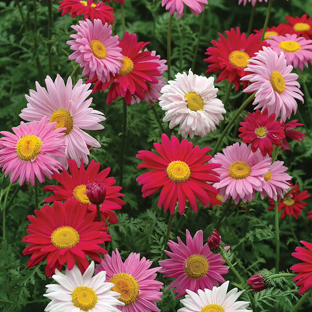 Tanacetum coccineum 'Giant Robinson Mix'