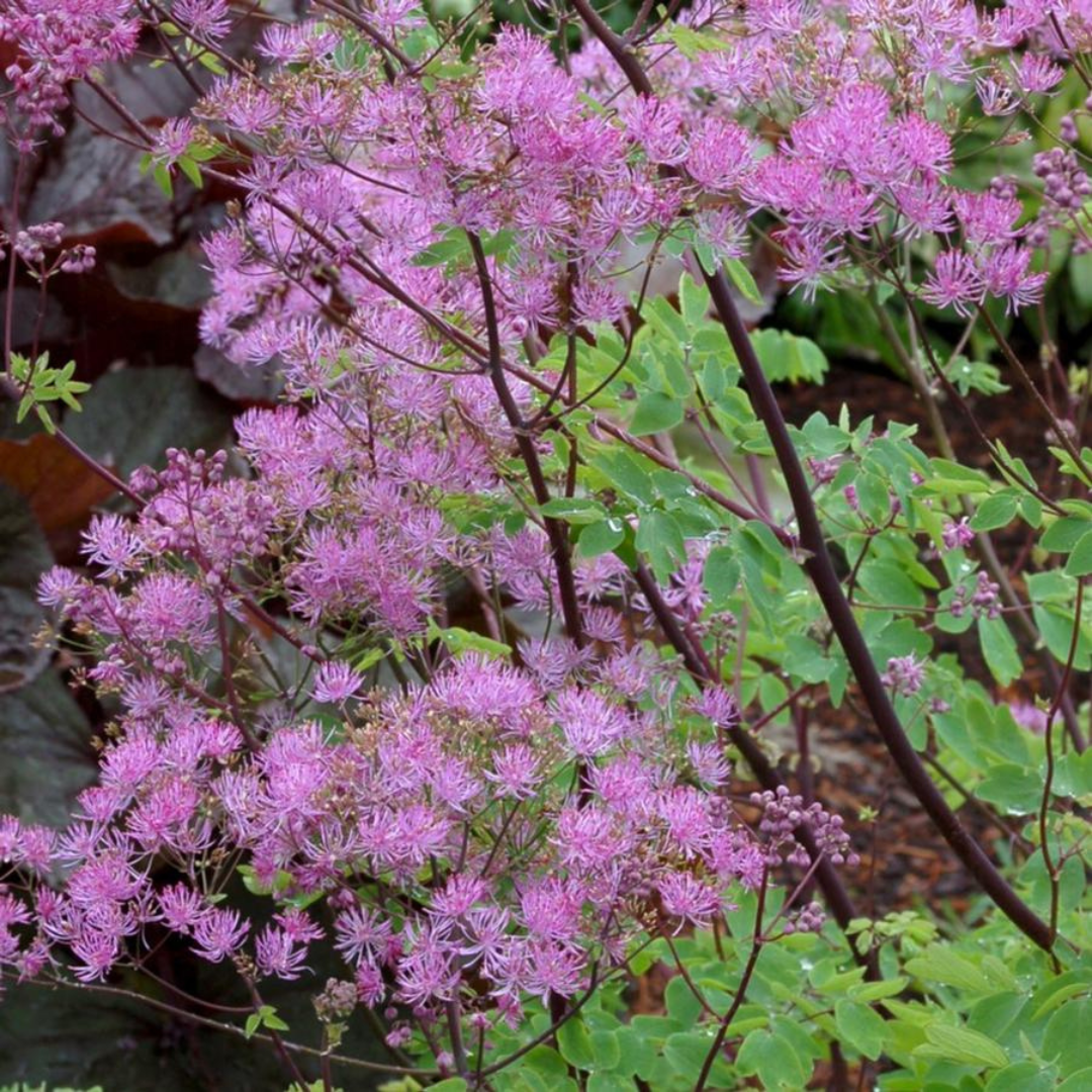 Thalictrum aquilegifolium 'Black Stockings'
