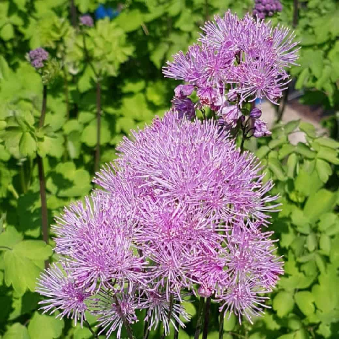 Thalictrum aquilegifolium 'Nimbus Pink'