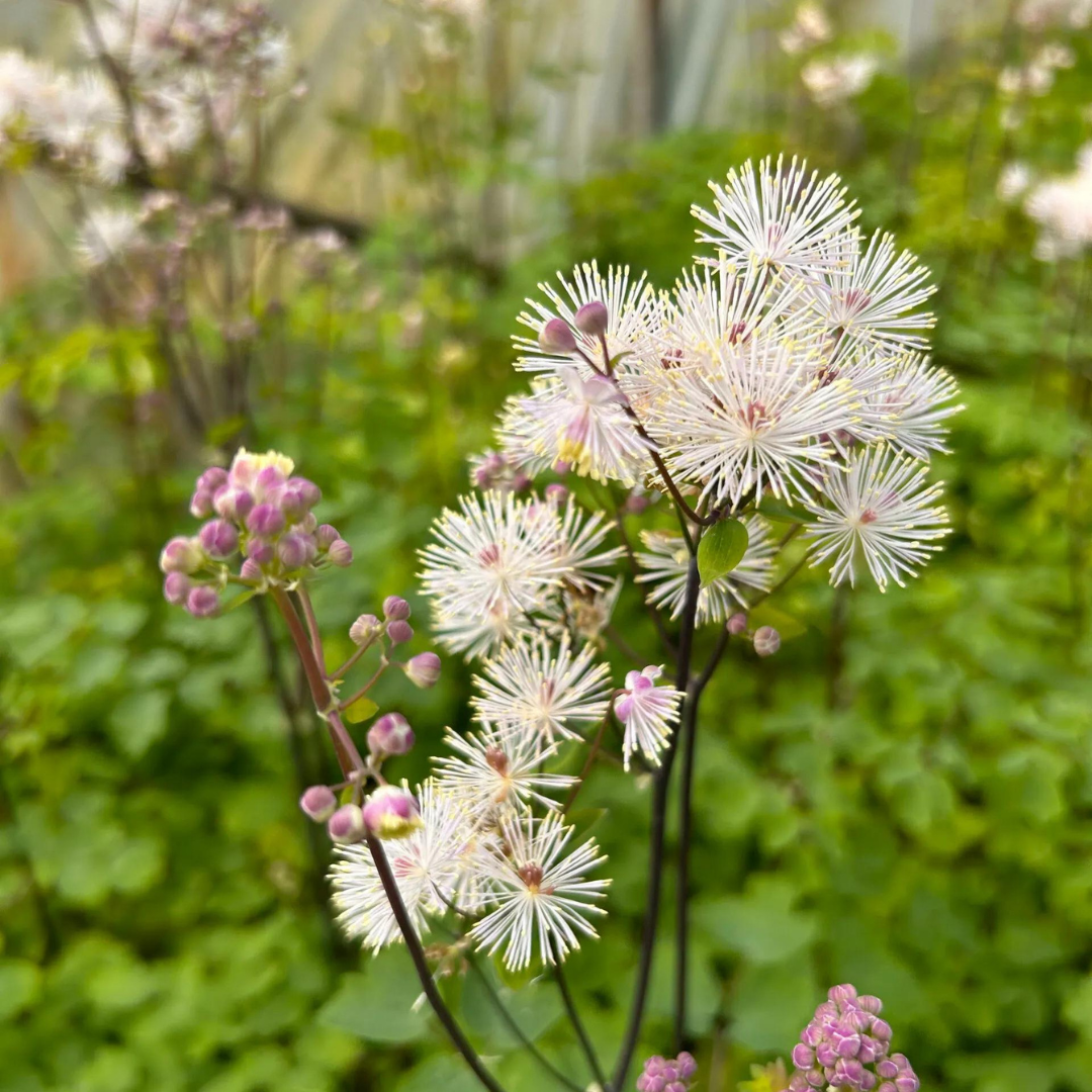 Thalictrum aquilegifolium 'Nimbus White'