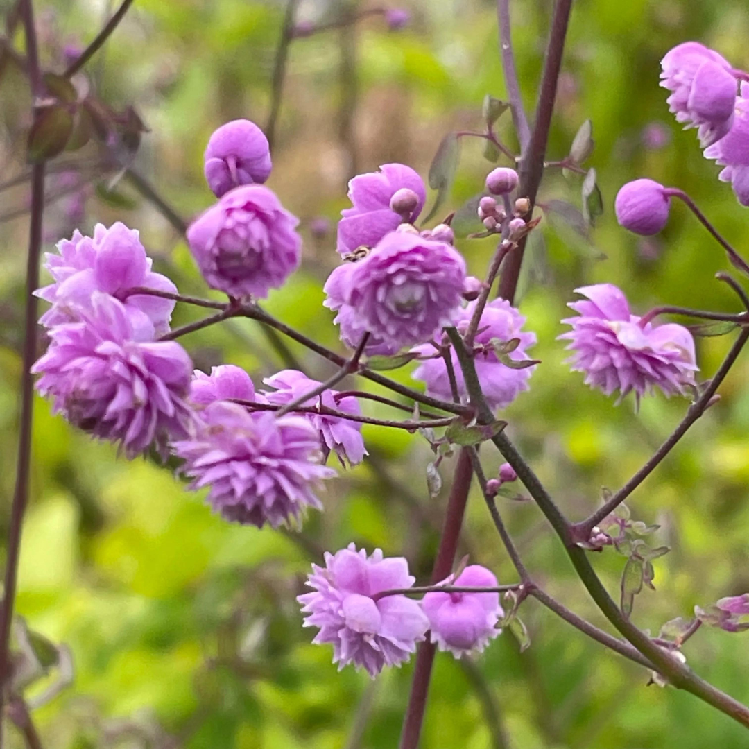 Thalictrum delavayi 'Hewitt's Double'