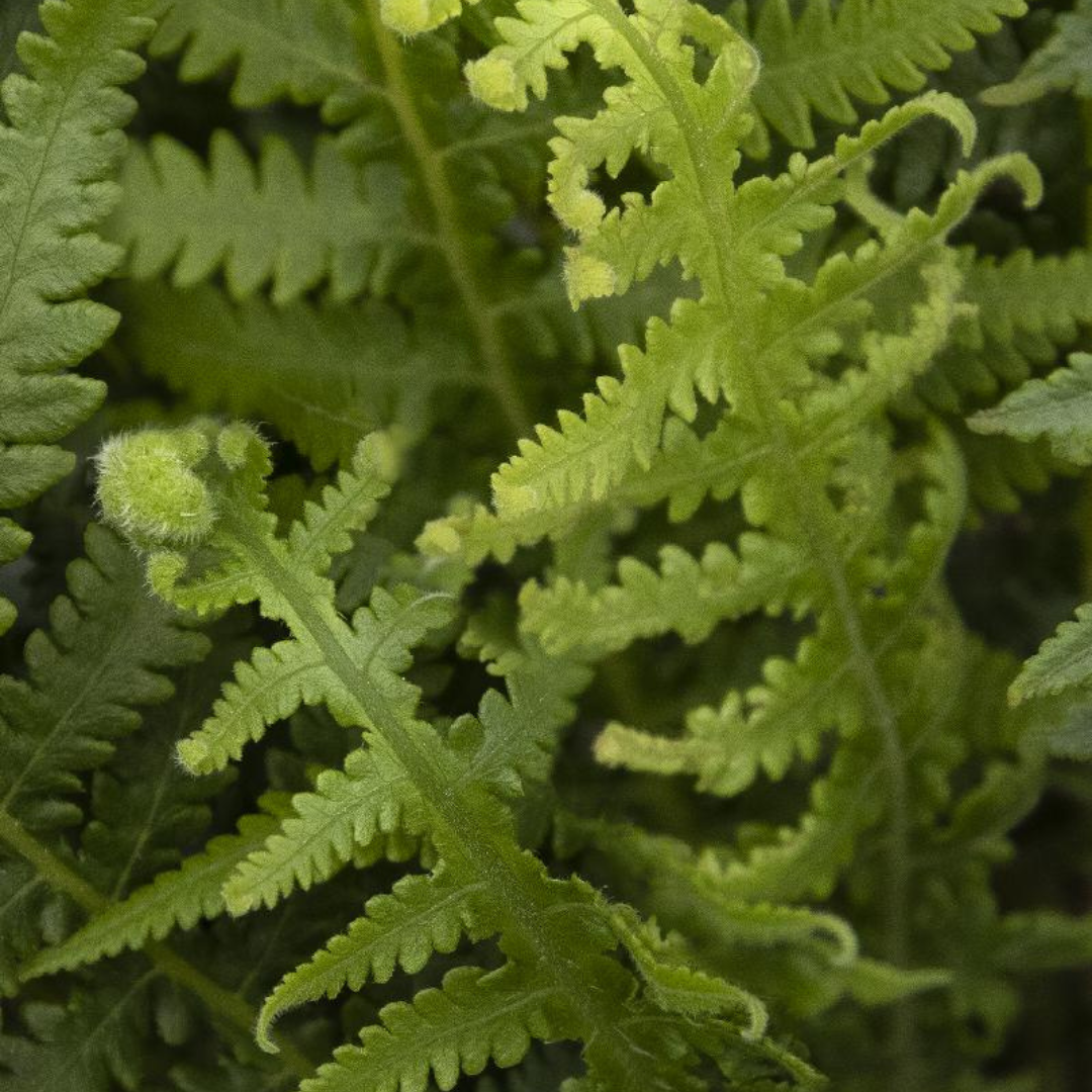 Thelypteris decursive 'Japanese Beech Fern'