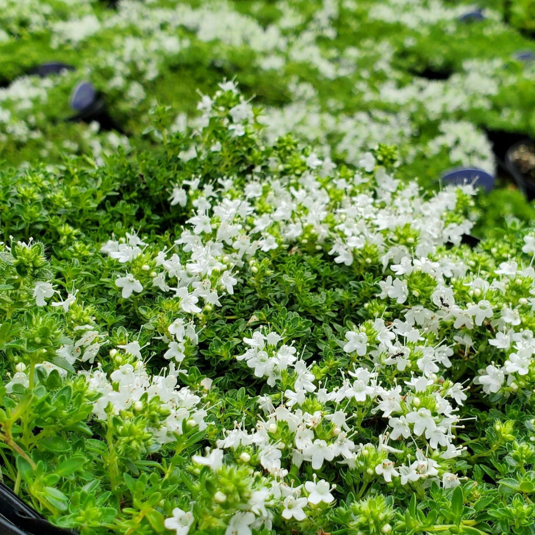 Thymus 'Albiflorus'