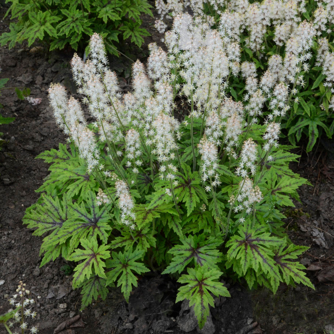 Tiarella hybrid 'Cutting Edge'