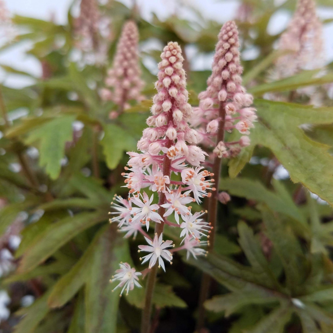 Tiarella hybrid 'Pink Skyrocket'