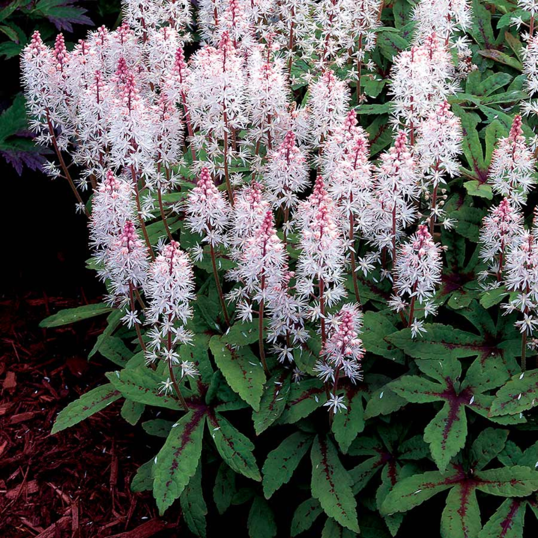 Tiarella hybrid 'Spring Symphony'