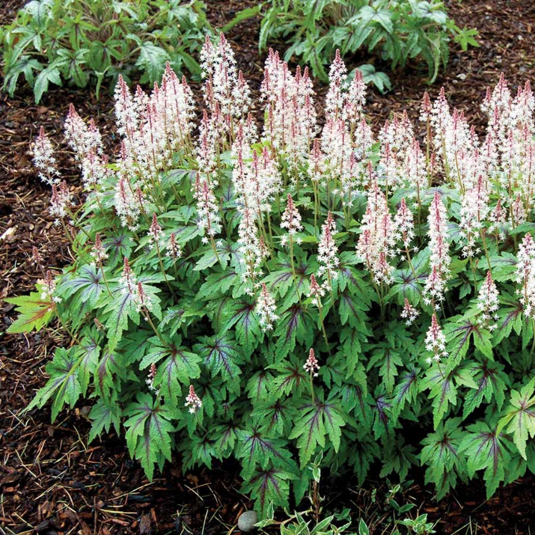 Tiarella hybrid 'Sugar and Spice'