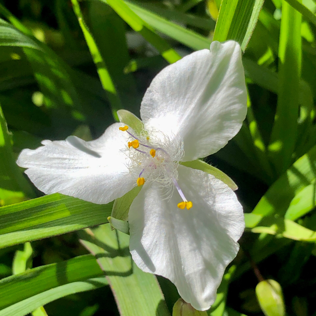 Tradescantia andersonia 'Innocence'