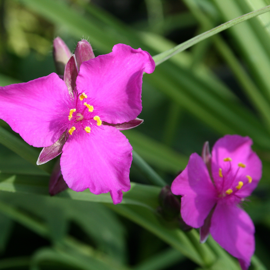 Tradescantia andersoniana 'Red Grape'