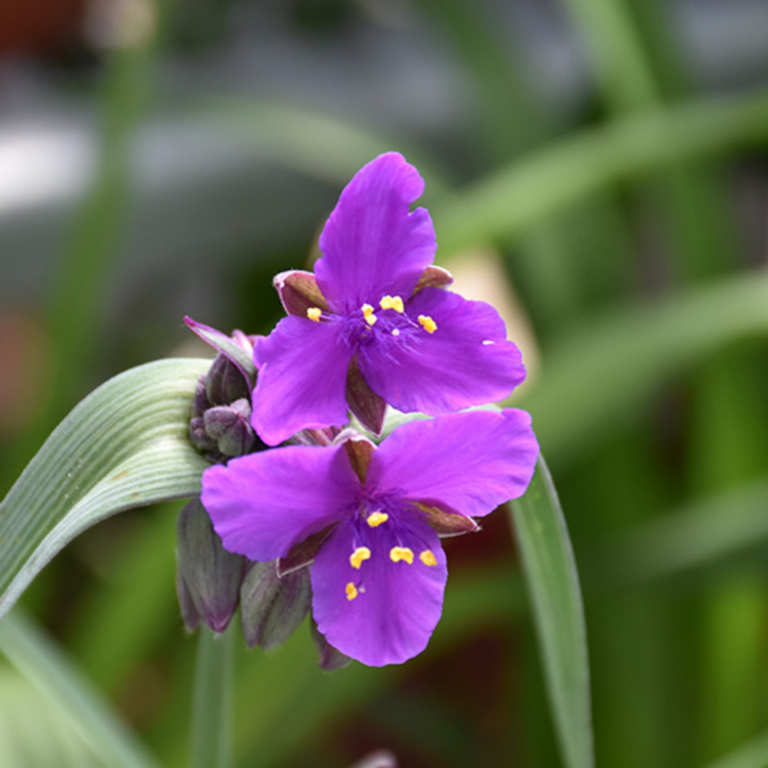 Tradescantia hybrid 'Concord Grape'