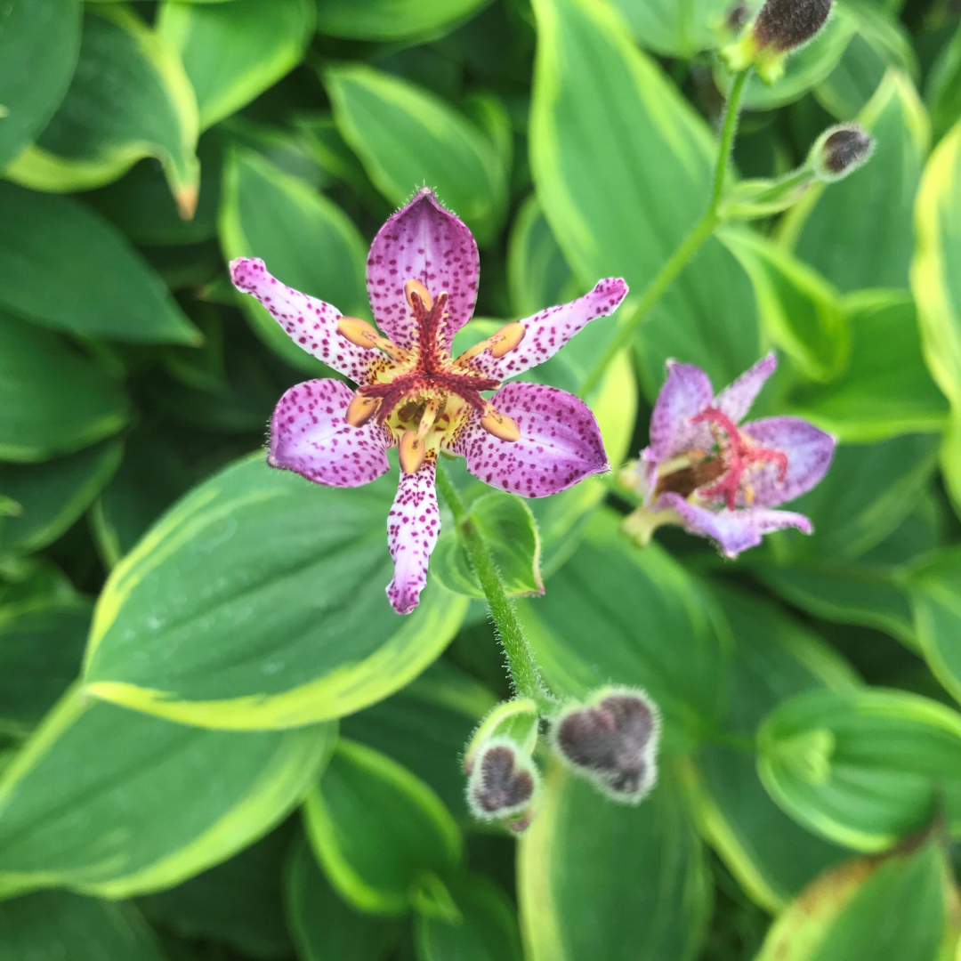 Tricyrtis formosana 'Autumn Glow'