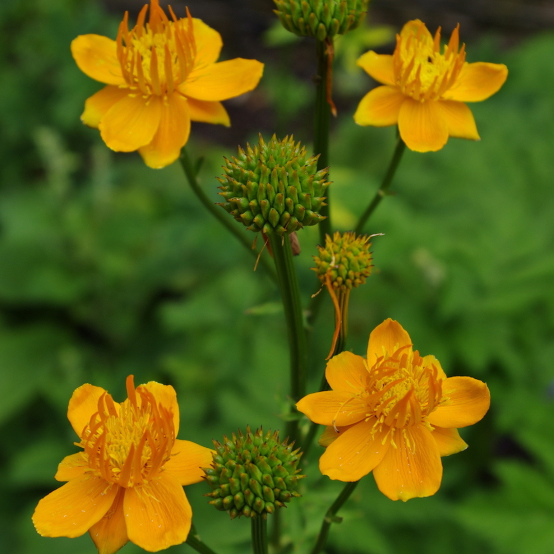 Trollius chinensis 'Golden Queen'