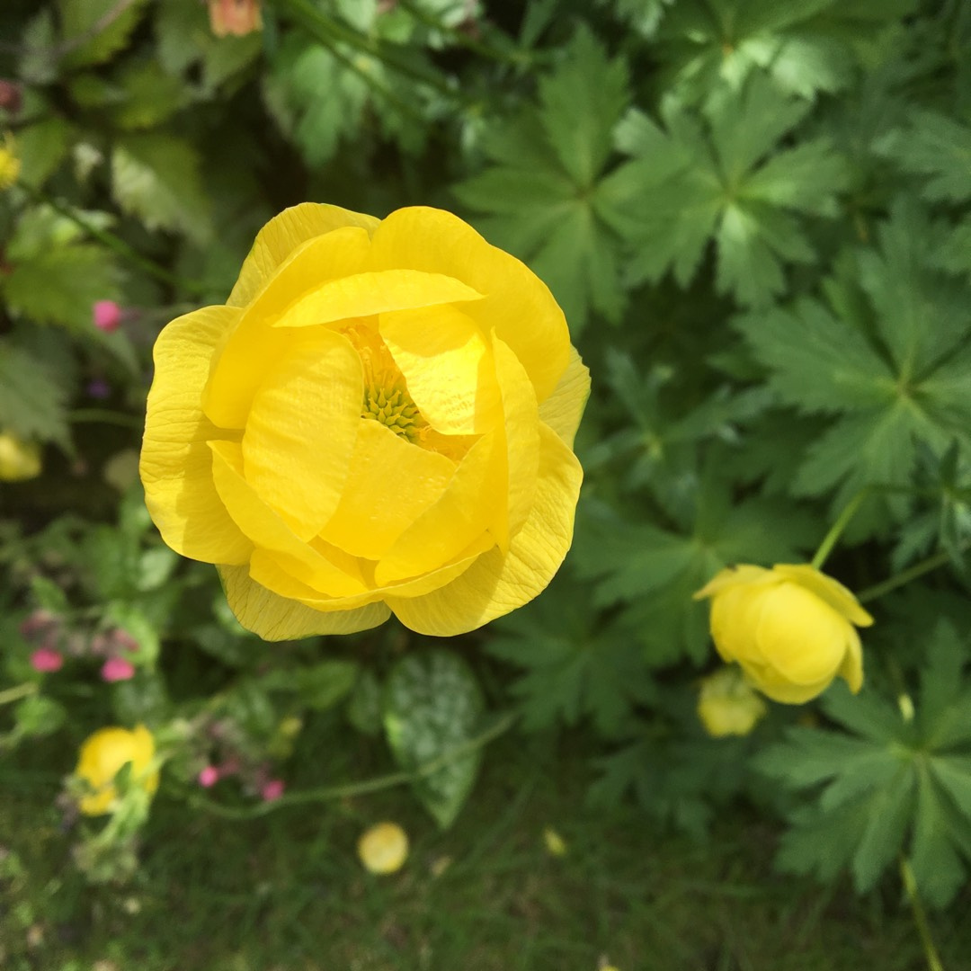 Trollius europaeus 'Lemon Supreme'