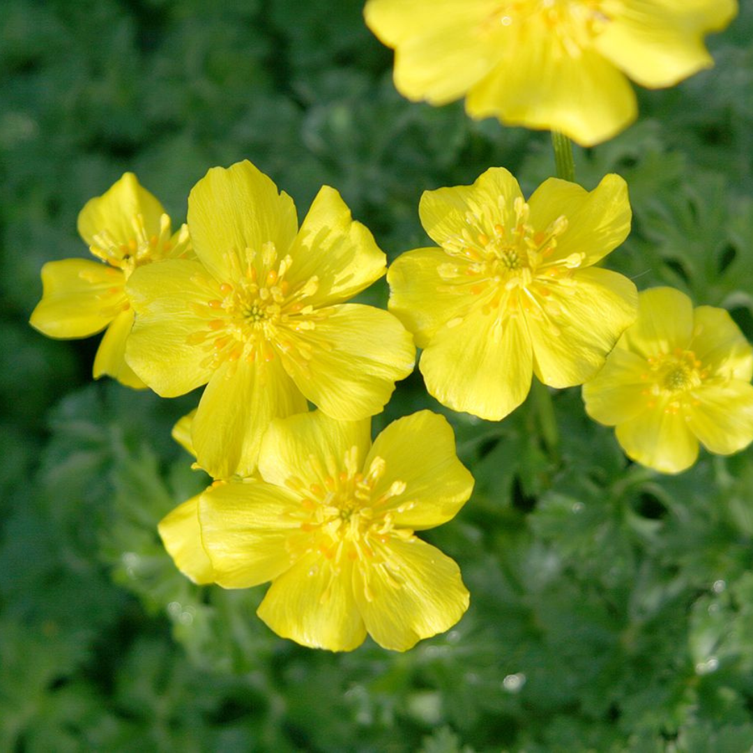 Trollius pumilus
