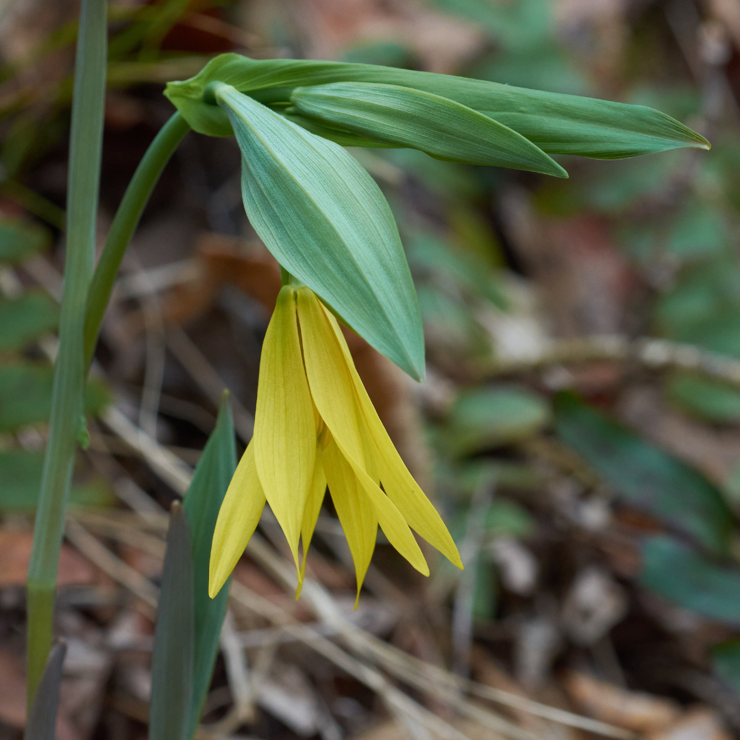 Uvularia grandiflora