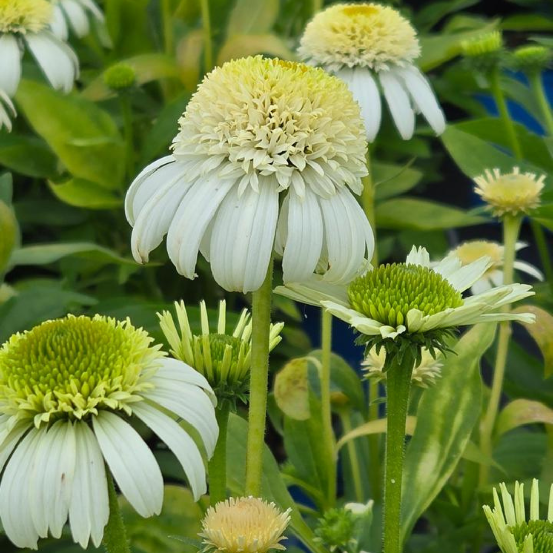 Echinacea 'Vanilla Drip'