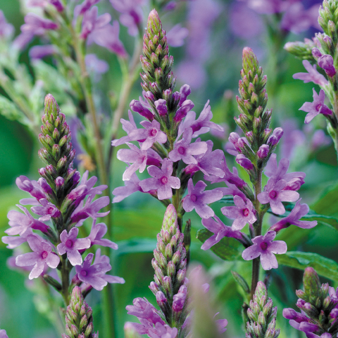 Verbena hastata 'Blue Spires'