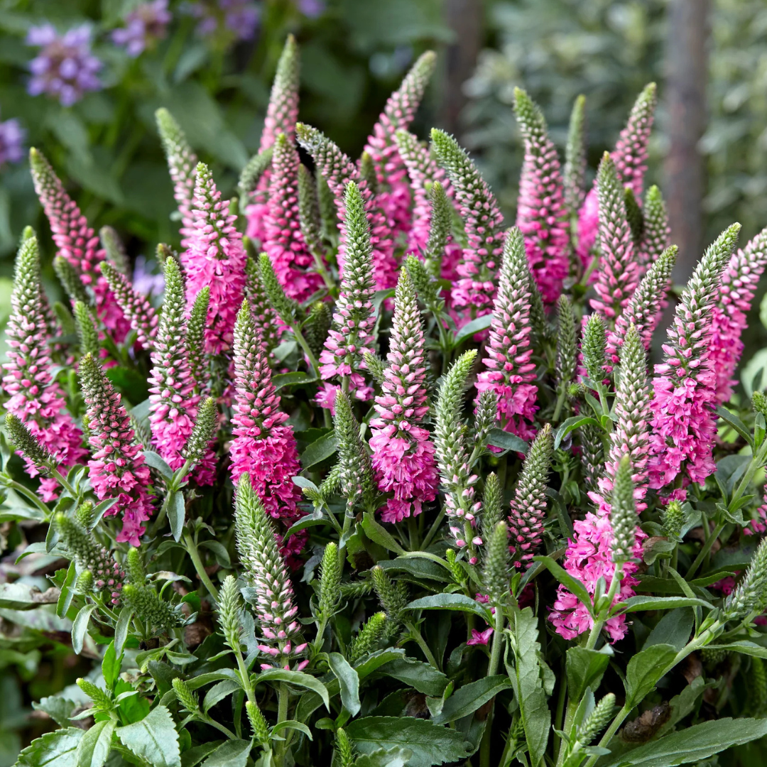 Veronica 'Pink Candles'