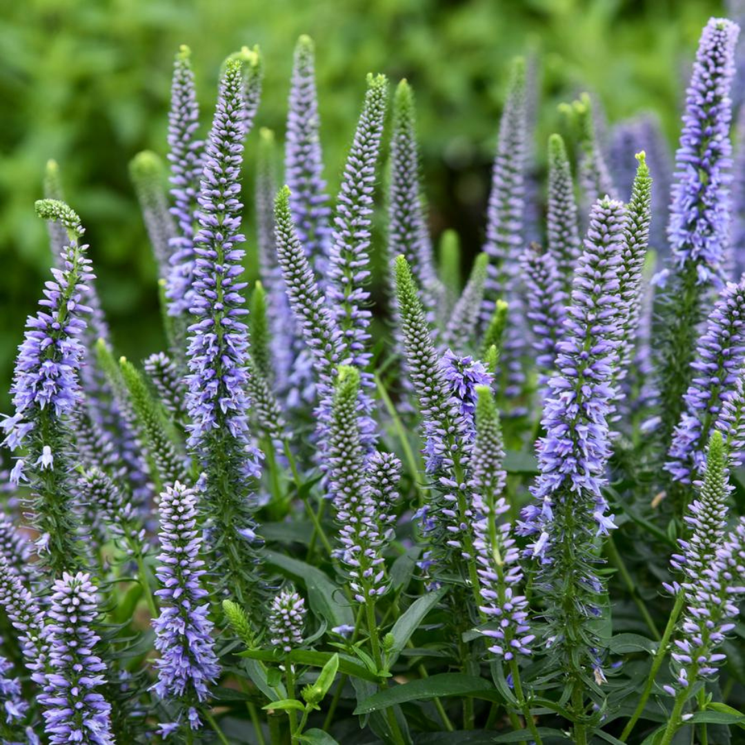 Veronica hybrid 'Magic Show Ever After'