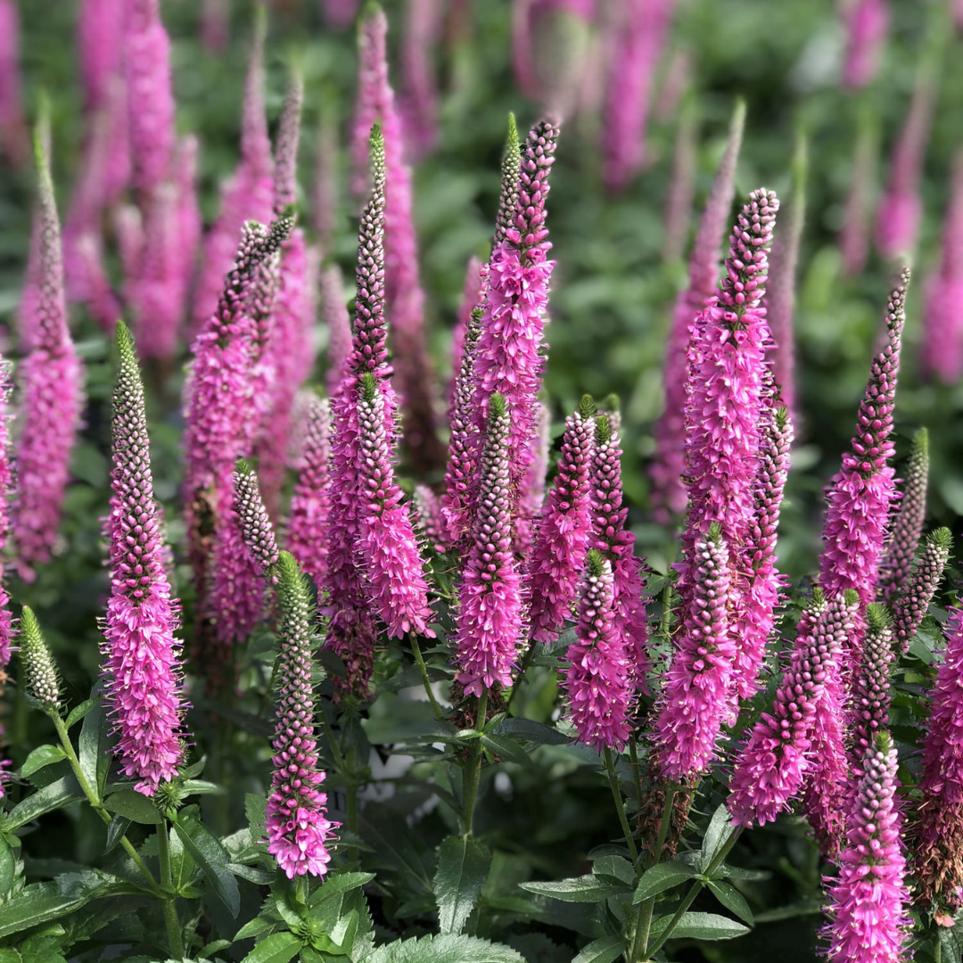 Veronica hybrid 'Magic Show Pink Potions'