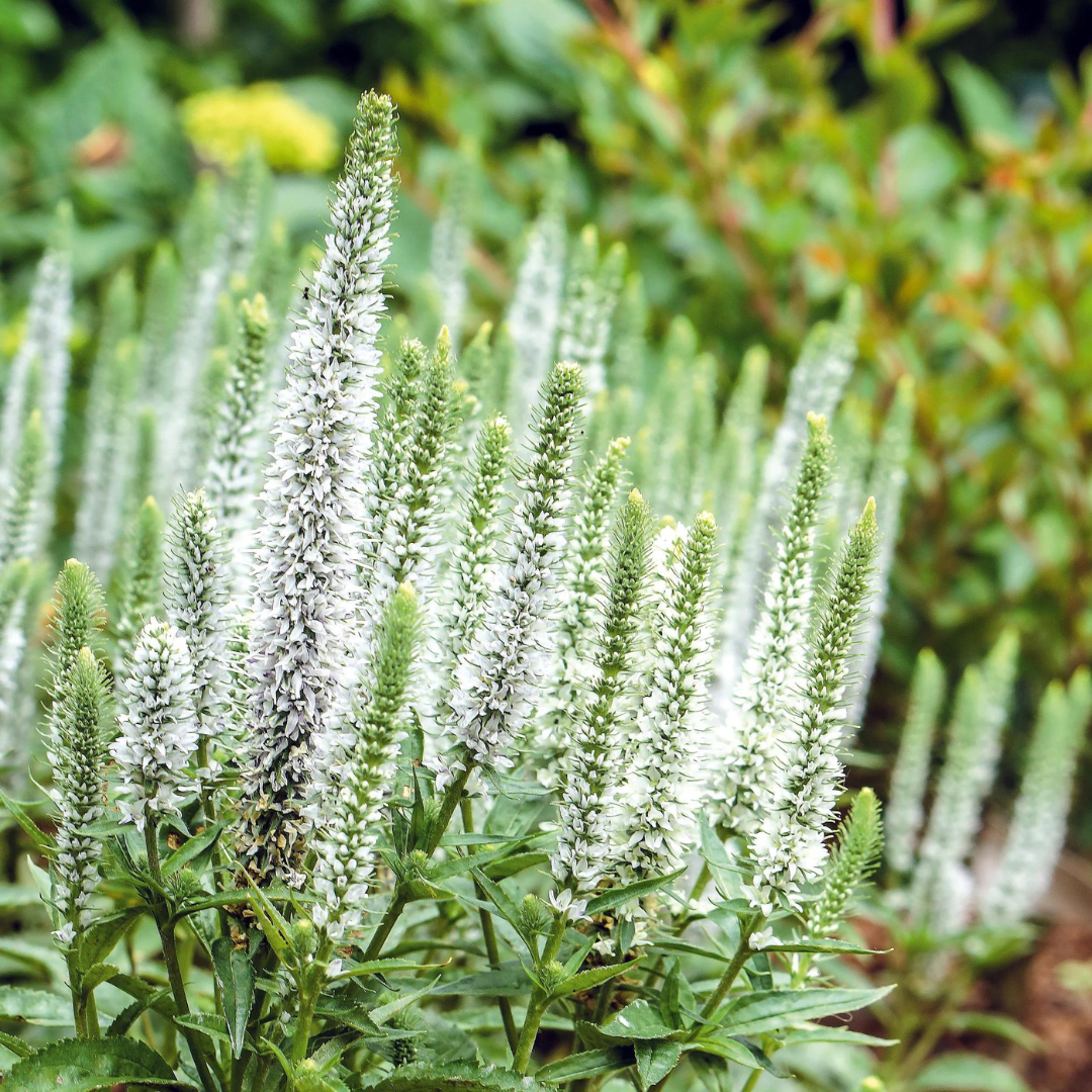 Veronica hybrid 'Magic Show White Wands'
