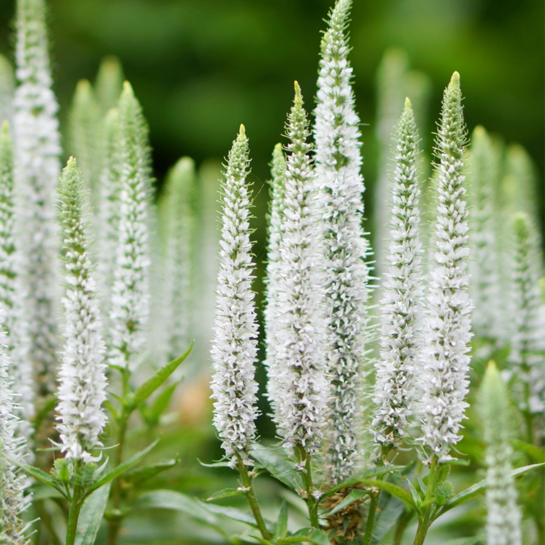 Veronica hybrid 'Snow Candles'