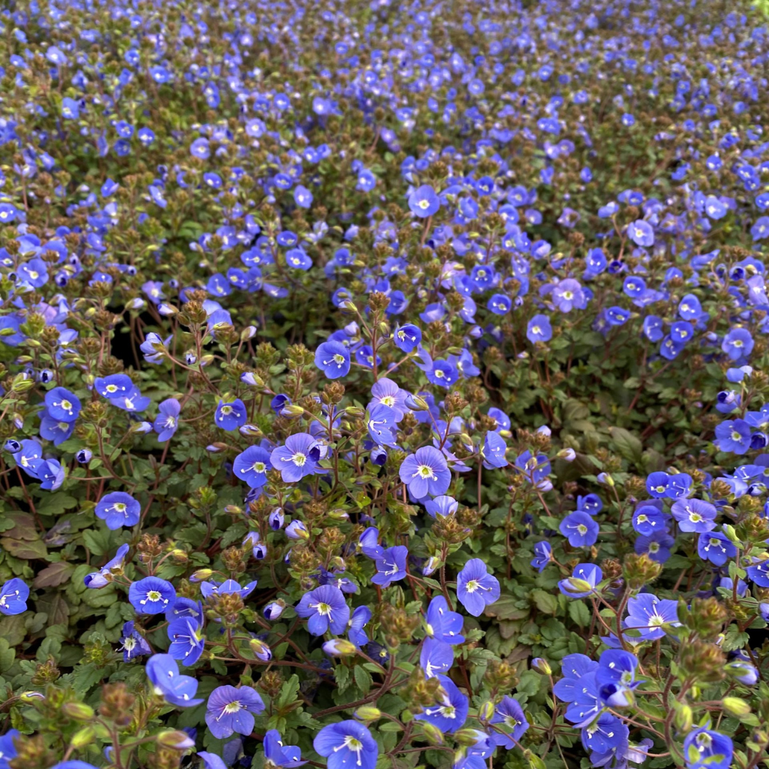 Veronica peduncularis 'Georgia Blue'