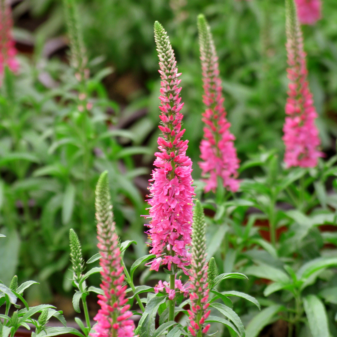 Veronica spicata 'Giles Van Hees'