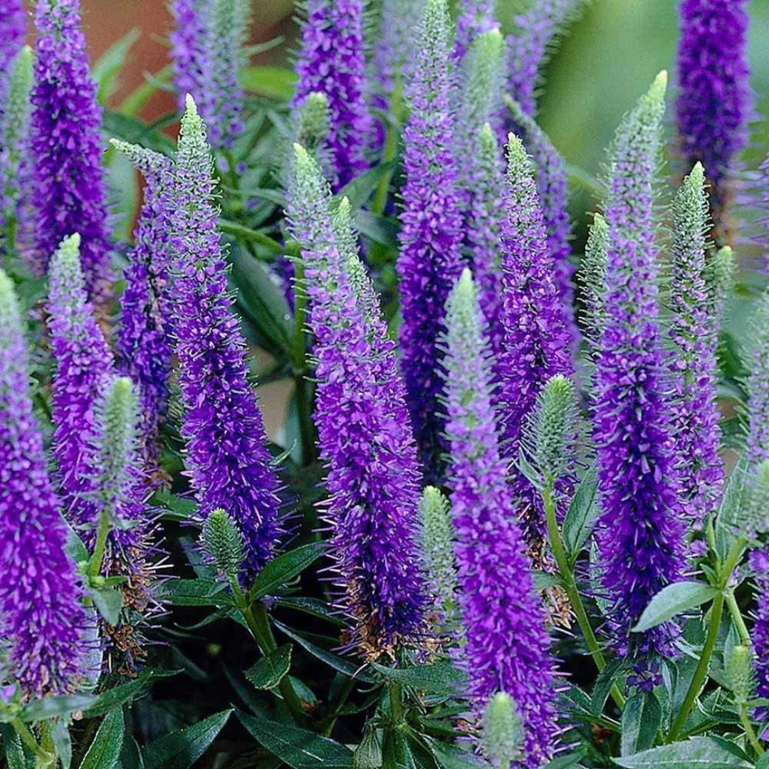 Veronica 'Royal Candles' Ontario Grown Speedwell Hand