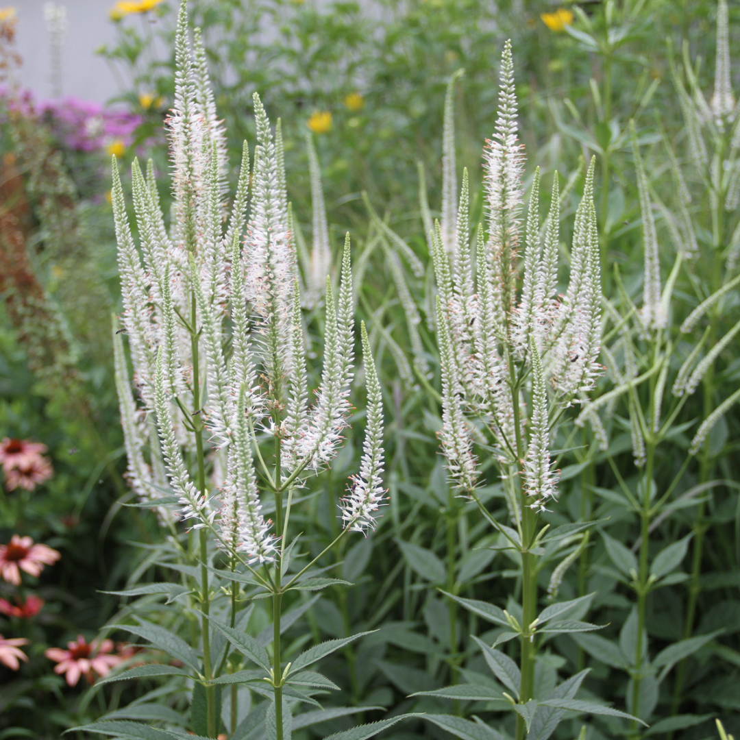 Veronicastrum virginicum