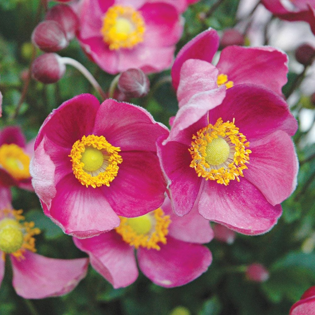 Anemone 'Pretty Lady Diana'